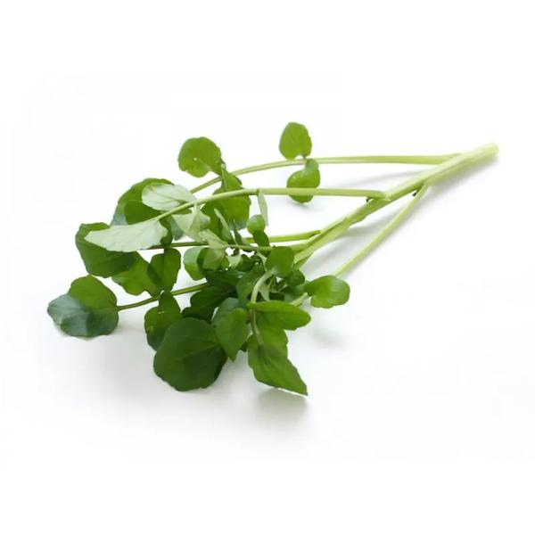 AGRIAO HIDROPONICO VIDA VERDE