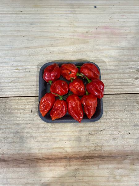 PIMENTA HABANERO 100GR BDJ