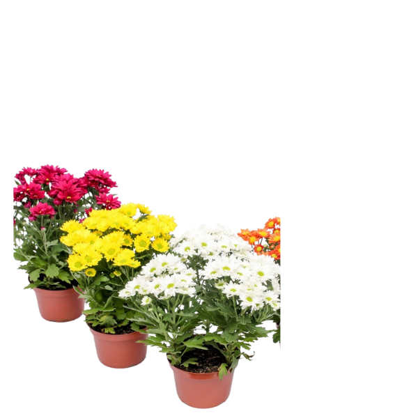FLOR MINI CRISANTEMO P