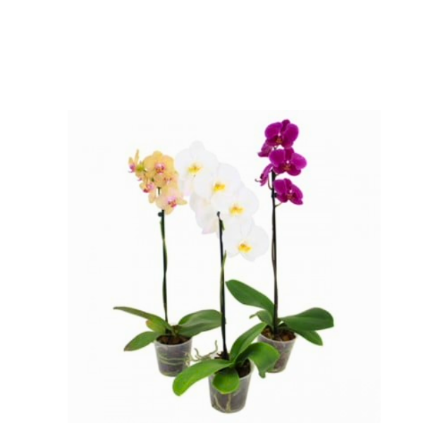 FLOR ORQUIDEA PHALEANO