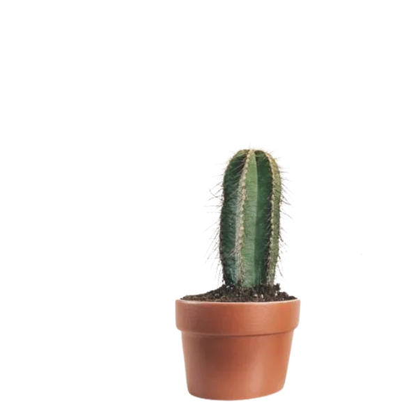 FLOR SUCULENTA/CACTOS