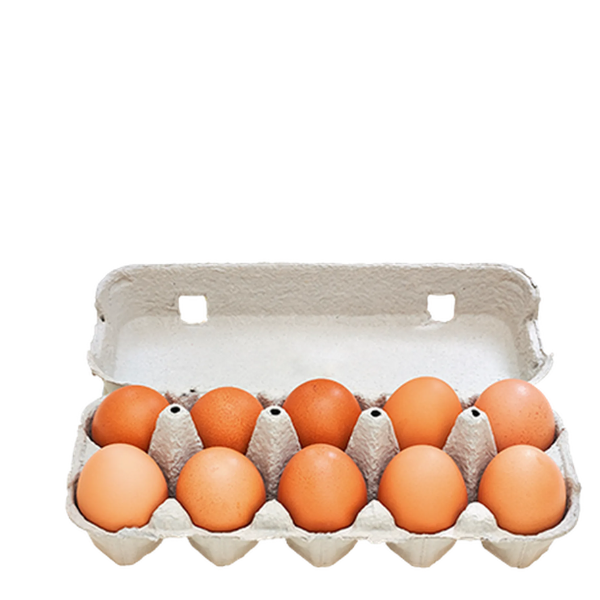 OVO SATOS JUM VER C/10