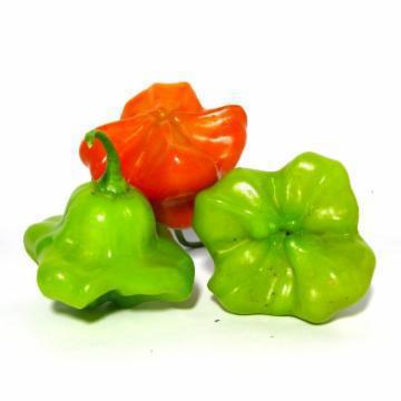 PIMENTA CAMBUCI BDJ kg