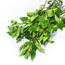 JAMBU AGROECOLOGICO UN