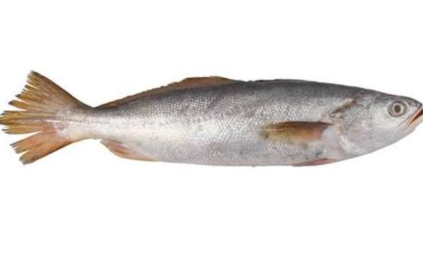 PEIXE PESCADA BCA PQ