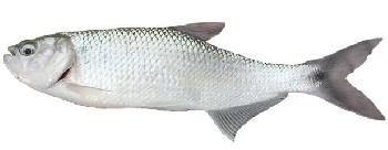 PEIXE PIABANHA kg