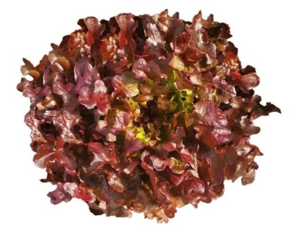 HORT ALFACE MIMOSA ROXA UN EMB