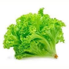 FLV ALFACE CRESPA  UN un