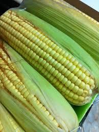 MILHO VERDE ESPIGA UN un