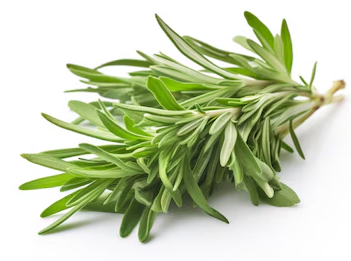 ALECRIM FRESCO HORTA VERDE UN
