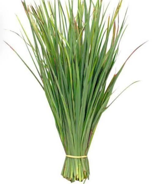 CAPIM SANTO HORT VERDE UN