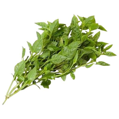 HF MANJERICAO VERDE UND