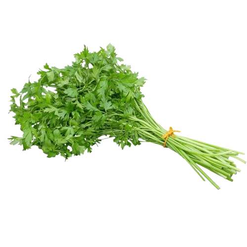 HF SALSA UND