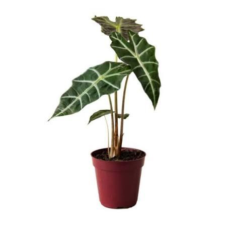 ALOCASIA P12