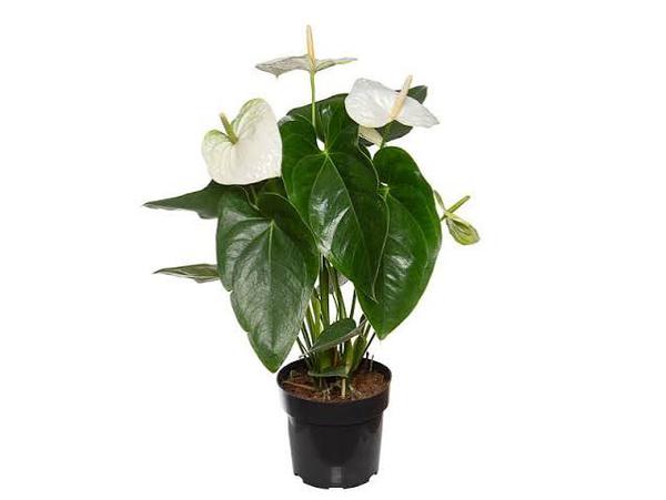 ANTURIO PREMIUM VASO P17
