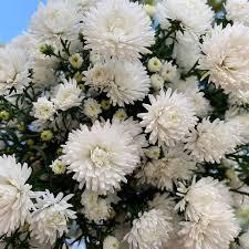 ASTER MARIANA