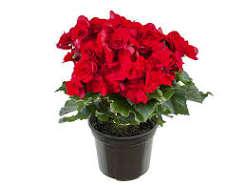 BEGONIA FLOR P15