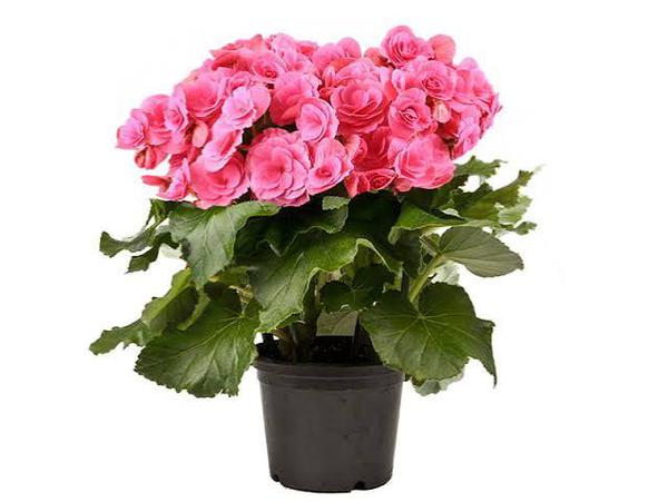 BEGONIA FOLHA P11