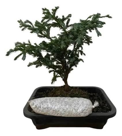BONSAI JOVEM T UNICO