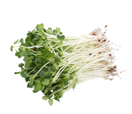 BROTO FEIJAO ORIENTAL BRASIL