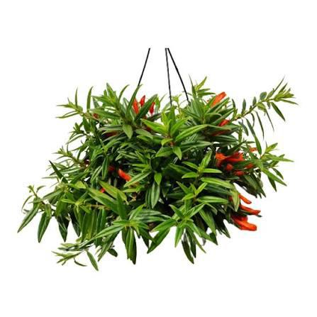 COLUMNEA HIRTA P15