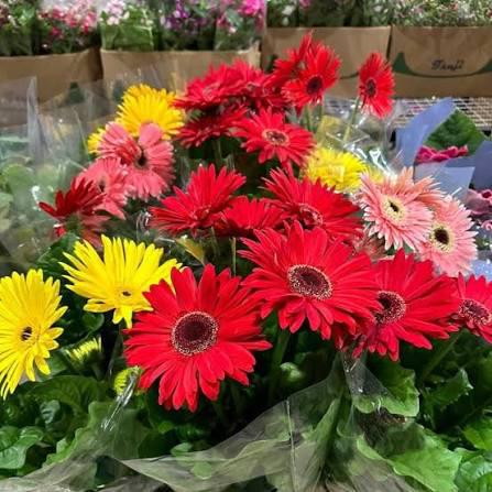 GERBERA SORTIDA P15