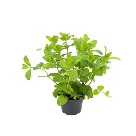 HORTELA MUDA