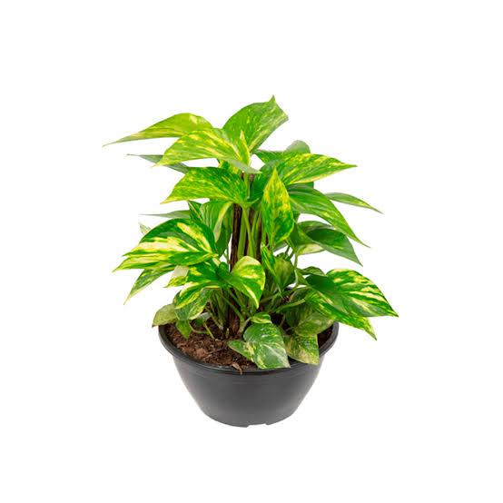 JIBOIA VERDE PENDENTE C21