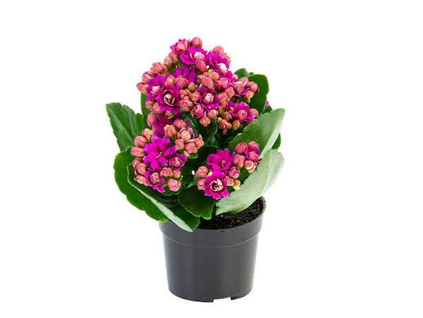 KALANCHOE DOBRADO P06