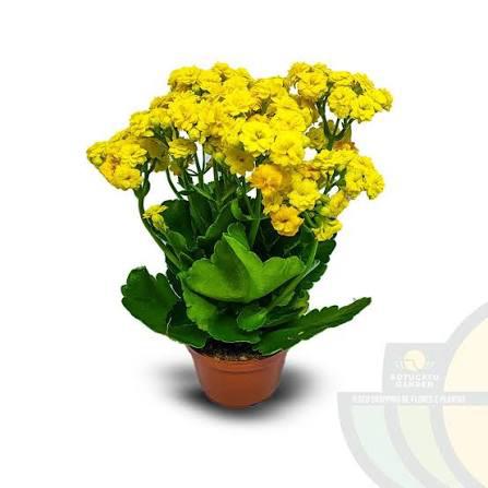 KALANCHOE DOBRADO P11