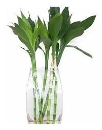 LOOK BAMBOO P