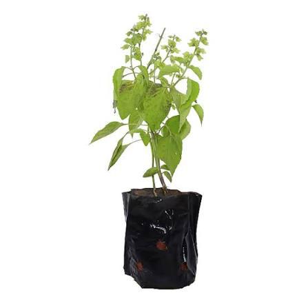 MANJERICAO VERDE MUDA