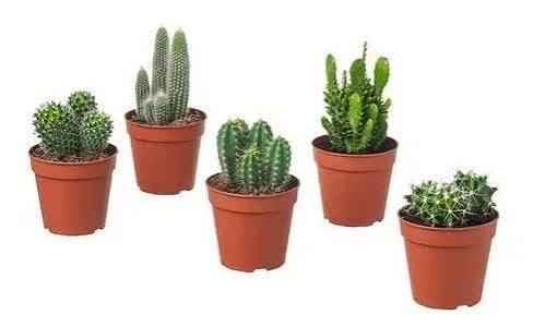 MINI CACTUS P6