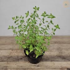 OREGANO MUDA
