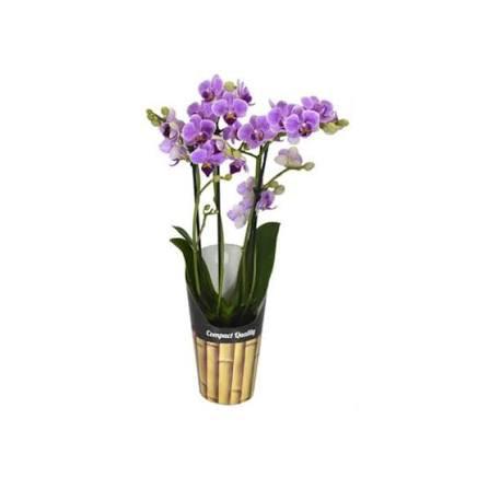 ORQUIDEA MINI PHALAENOPSIS P9