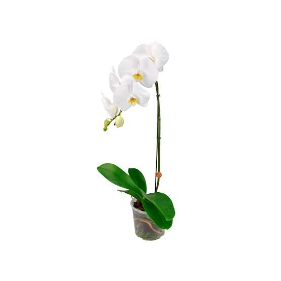 ORQUIDEO PHALAENOPSIS CASCATA P15