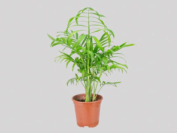 PALMEIRA CHAMAEDOREA P11