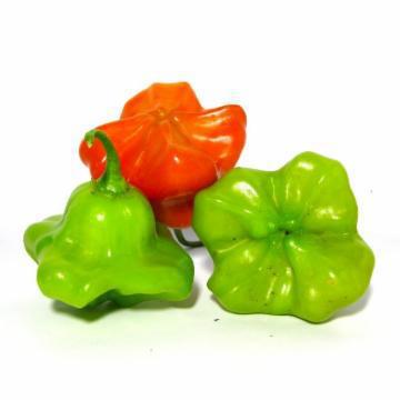 PIMENTA CAMBUCI BRUDA