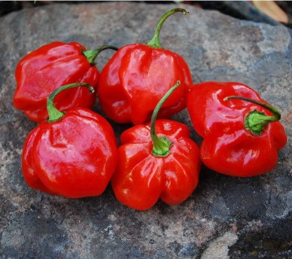 PIMENTA HABANERA BANDEJA BRUDA