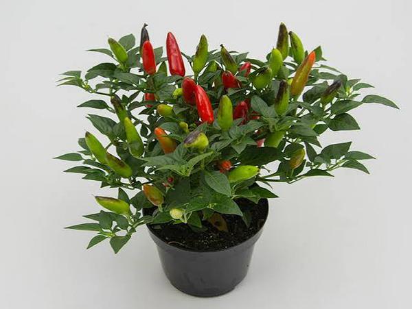 PIMENTA SUPER P11