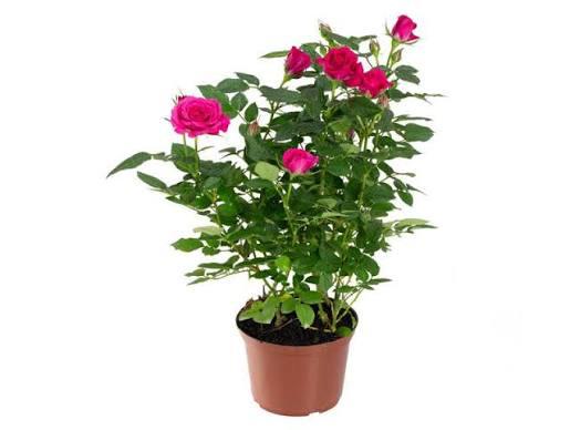 ROSEIRA P13