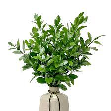 RUSCUS