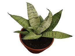 SANSEVERIA VARIADA P11