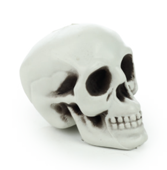 CRANIO BRANCO UN CROMUS
