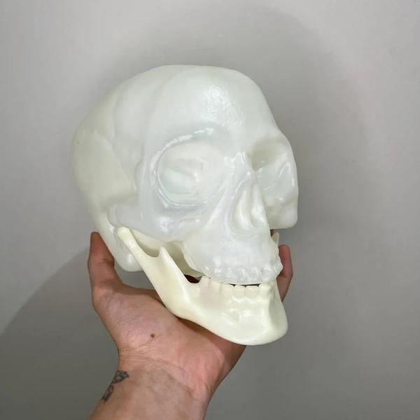 CRANIO COM MANDIBULA NEON UN BRASILFLEX