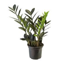 ZAMIOCULCAS BLACK QUEEN P14