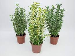 EUONYMUS VARIADO P17