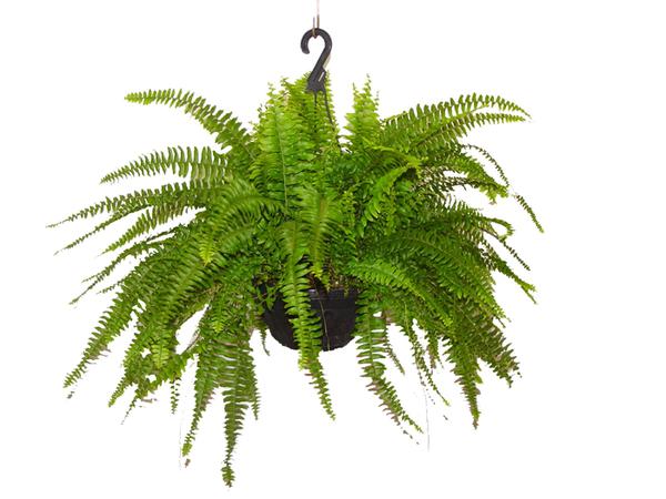 SAMAMBAIA AMERICANA C25