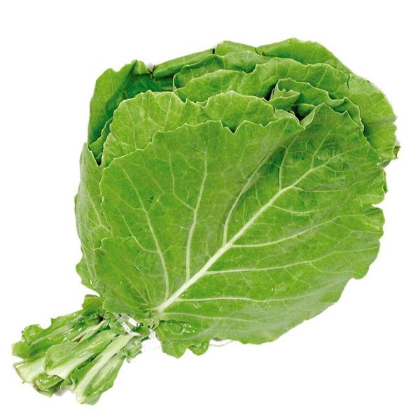 Couve Manteiga Un Maco Tropical