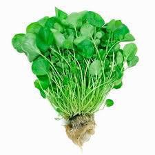 AGRIÃO MENEGHINI UN